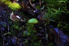 Entoloma necopinatum