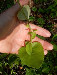 Aristolochia tomentosa