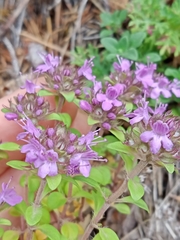 Thymus bashkiriensis