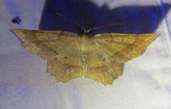 Euchlaena marginaria