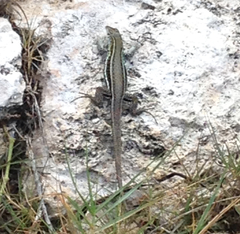 Pholidoscelis griswoldi