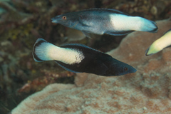 Labroides bicolor