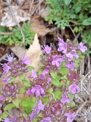 Thymus bashkiriensis
