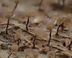 Cribraria argillacea