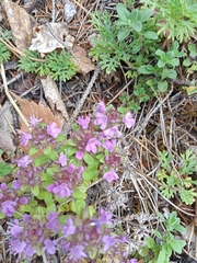 Thymus bashkiriensis