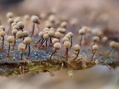 Cribraria argillacea