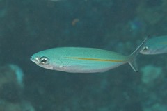 Pterocaesio tessellata