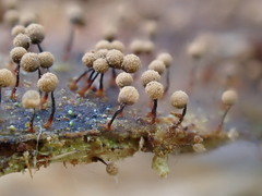 Cribraria argillacea