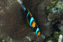 Amphiprion chrysopterus