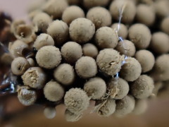 Cribraria argillacea