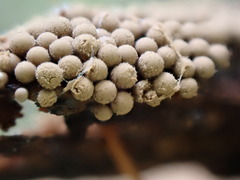 Cribraria argillacea