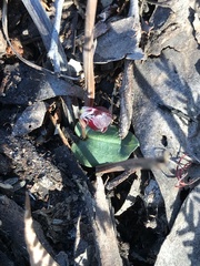 Corybas unguiculatus