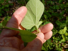 Aristolochia tomentosa