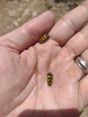 Acmaeodera auritincta