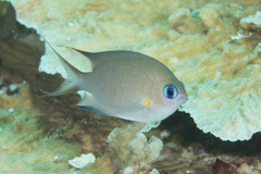 Pycnochromis amboinensis