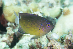 Pomacentrus bankanensis