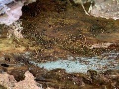 Cribraria argillacea