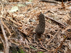 Morchella tomentosa
