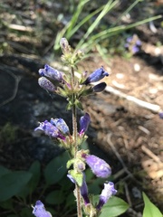 Penstemon anguineus