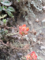 Castilleja latifolia
