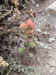 Castilleja latifolia