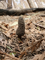 Morchella tomentosa