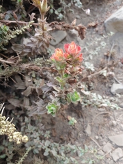 Castilleja latifolia