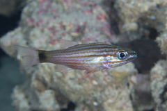 Cheilodipterus artus