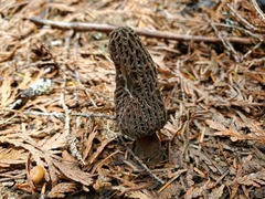 Morchella tomentosa