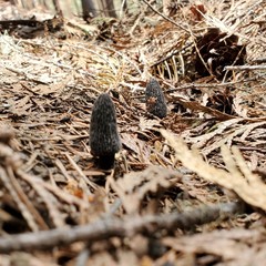 Morchella tomentosa