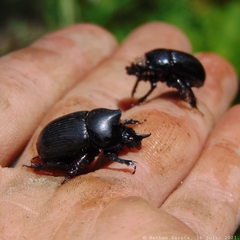 Ceratotrupes