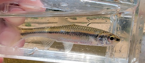 Bigeye shiner (Notropis boops) — Cyprinidae