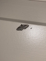 Costaconvexa