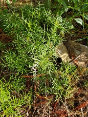 Jacobaea adonidifolia