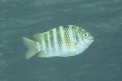 Abudefduf septemfasciatus