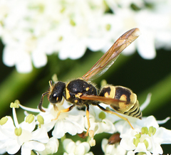 Ancistrocerus lineativentris