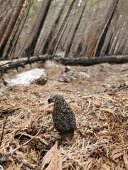 Morchella tomentosa