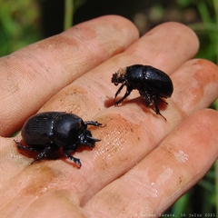 Ceratotrupes