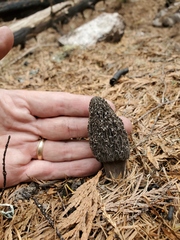 Morchella tomentosa