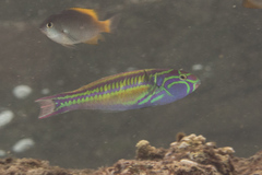 Thalassoma quinquevittatum