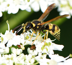 Ancistrocerus lineativentris
