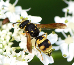 Ancistrocerus lineativentris