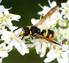 Ancistrocerus lineativentris