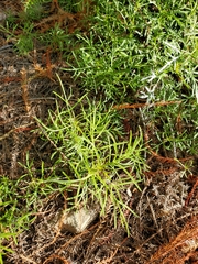 Jacobaea adonidifolia