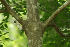 Homalium trichostemon