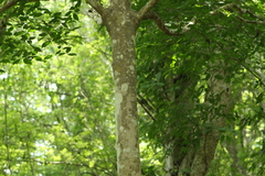 Homalium trichostemon