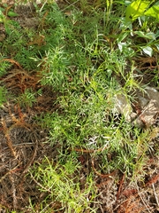 Jacobaea adonidifolia