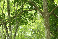 Homalium trichostemon