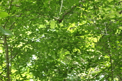 Homalium trichostemon