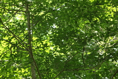 Homalium trichostemon